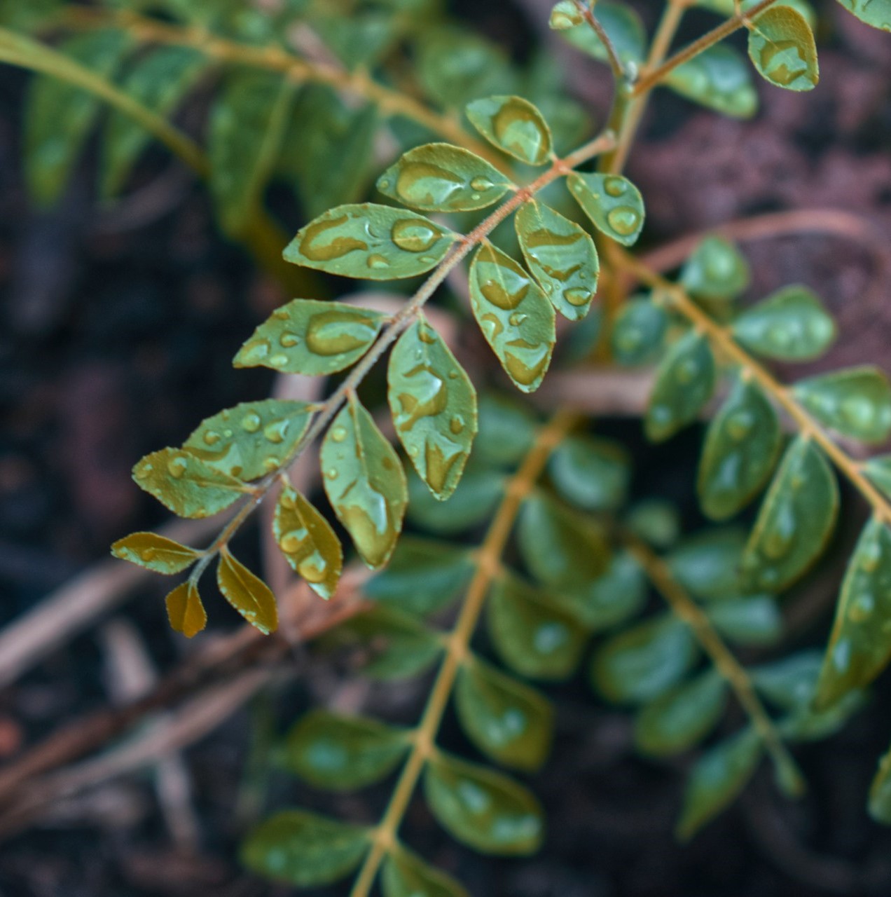 Curry Leaves.jpg